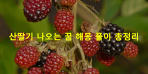산딸기 나오는 꿈 해몽 풀이 총정리