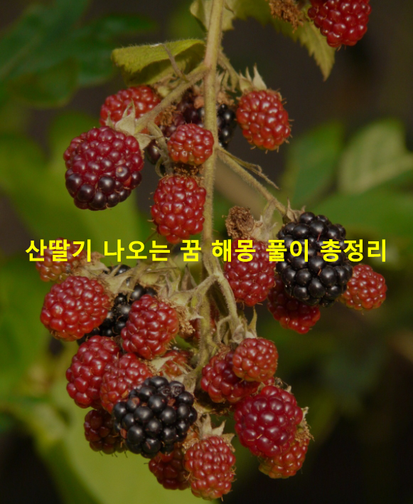 산딸기 나오는 꿈 해몽 풀이 총정리