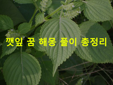 깻잎 꿈 해몽: 따는