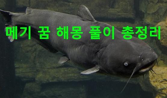 메기 꿈 해몽: 잡는, 큰 메기