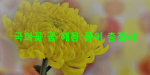 국화꽃 꿈 해몽: 노란, 흰(하얀), 태몽