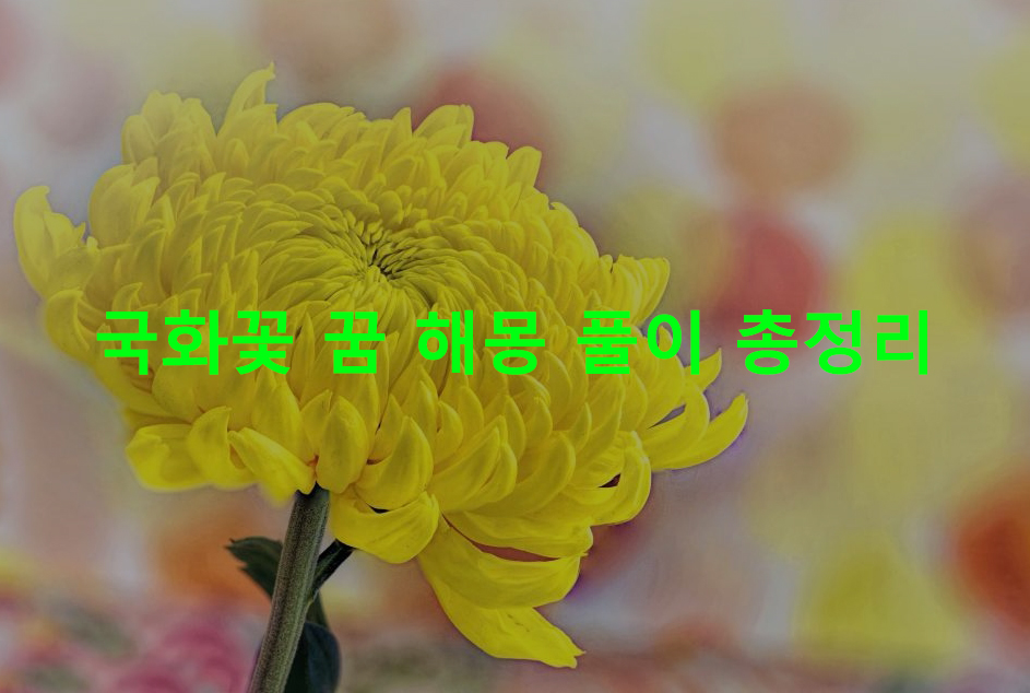 국화꽃 꿈 해몽: 노란, 흰(하얀), 태몽