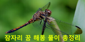 잠자리 꿈 해몽: 고추잠자리, 검은잠자리, 잡는, 날아가는, 나오는