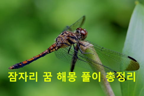 잠자리 꿈 해몽: 고추잠자리, 검은잠자리, 잡는, 날아가는, 나오는
