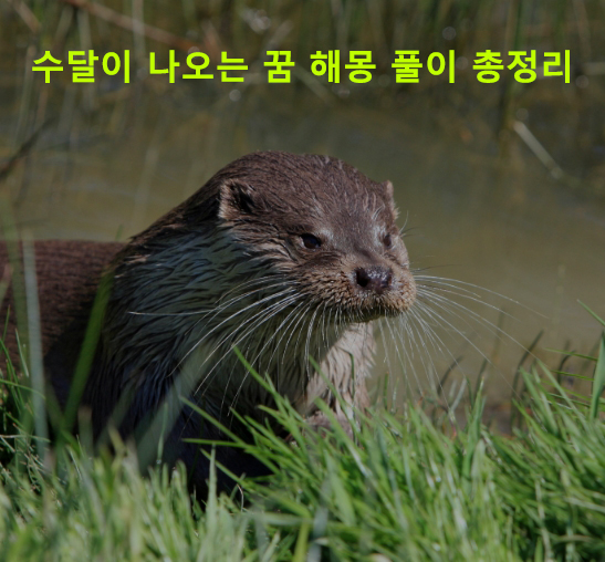 수달이 나오는 꿈 해몽 풀이 총정리
