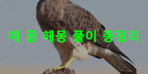 매 꿈 해몽: 나오는, 죽이는, 사냥하는, 날아가는, 공격하는