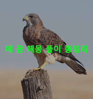 매 꿈 해몽: 나오는, 죽이는, 사냥하는, 날아가는, 공격하는