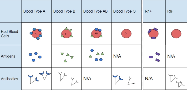 수혈에서의 Rh 혈액형 역할