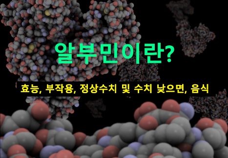 알부민이란? 효능, 부작용, 정상수치 및 수치 낮으면, 음식