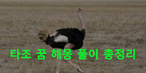 타조 꿈 해몽: 타조알