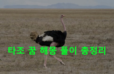 타조 꿈 해몽: 타조알