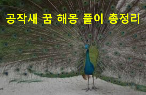 공작새 꿈 해몽: 나오는, 날으는, 타는, 화려한