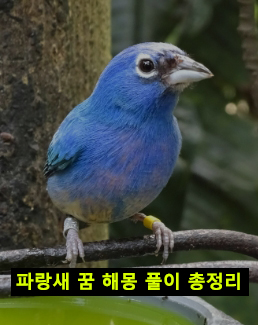 파랑새 꿈 해몽: 보는, 잡는, 날아가는