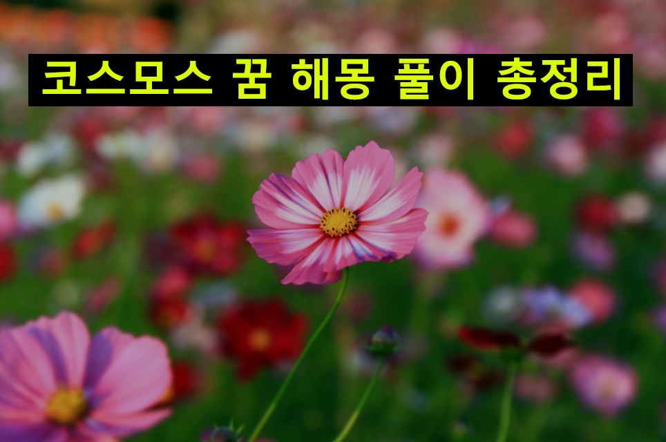 코스모스 꿈 해몽: 보는, 피는, 태몽