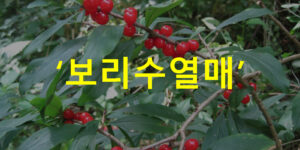 보리수열매 수확시기, 맛, 효능 및 부작용, 파는곳