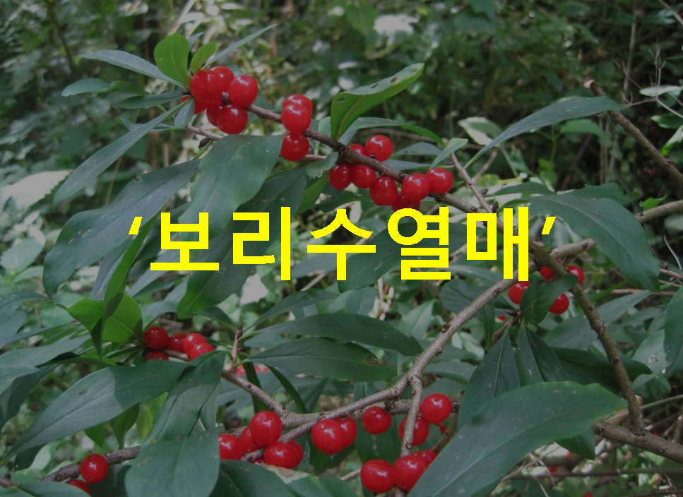 보리수열매 수확시기, 맛, 효능 및 부작용, 파는곳 
