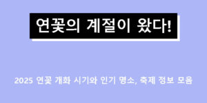 연꽃의 계절이 왔다! 2025 연꽃 개화 시기와 인기 명소, 축제 정보 모음