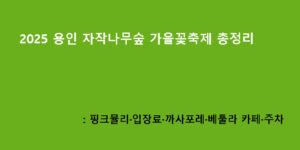 2025 용인 자작나무숲 가을꽃축제 총정리: 핑크뮬리·입장료·까사포레·베툴라 카페·주차