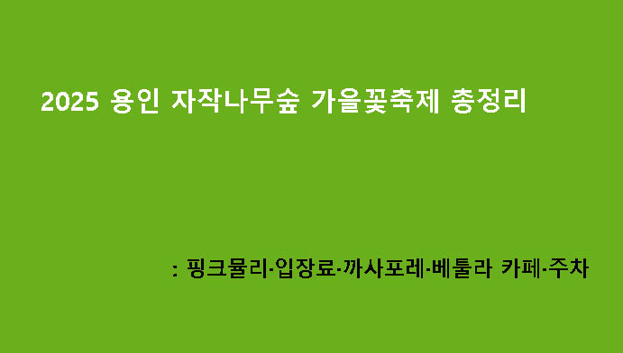 2025 용인 자작나무숲 가을꽃축제 총정리: 핑크뮬리·입장료·까사포레·베툴라 카페·주차