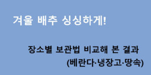 겨울 배추 싱싱하게! 장소별 보관법 비교해 본 결과(베란다·냉장고·땅속)