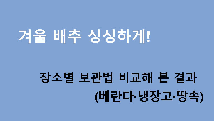 겨울 배추 싱싱하게! 장소별 보관법 비교해 본 결과(베란다·냉장고·땅속)