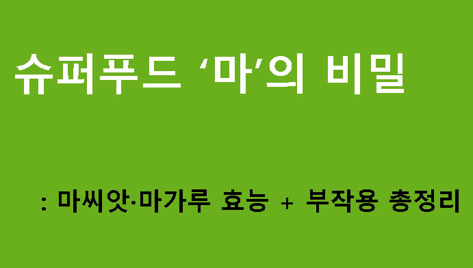 슈퍼푸드 ‘마’의 비밀: 마씨앗·마가루 효능 + 부작용 총정리