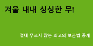 겨울 내내 싱싱한 무! 절대 무르지 않는 최고의 보관법 공개